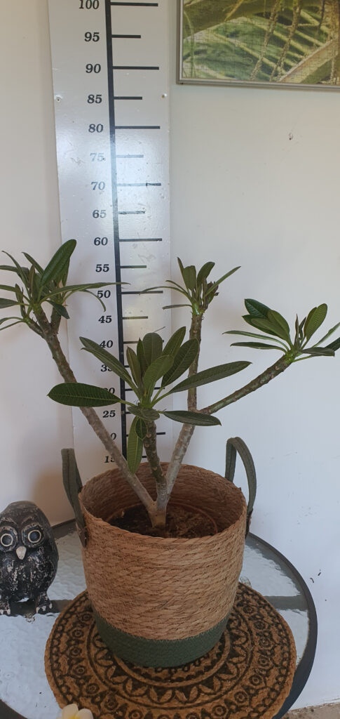 Plumeria obtusa „Dwarf Singapore Pink” #4119
