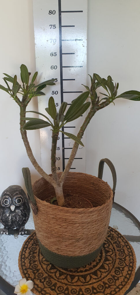 Plumeria obtusa „Dwarf Singapore Pink” #4121
