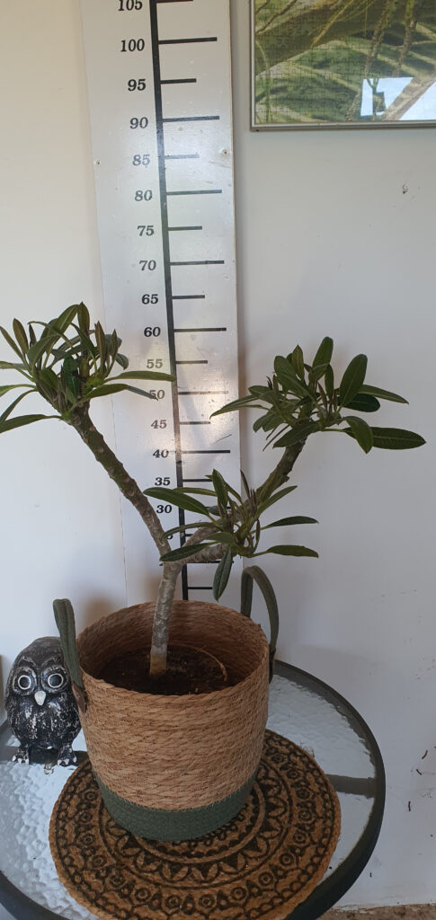 Plumeria rubra „Pramuans Delight” #4127