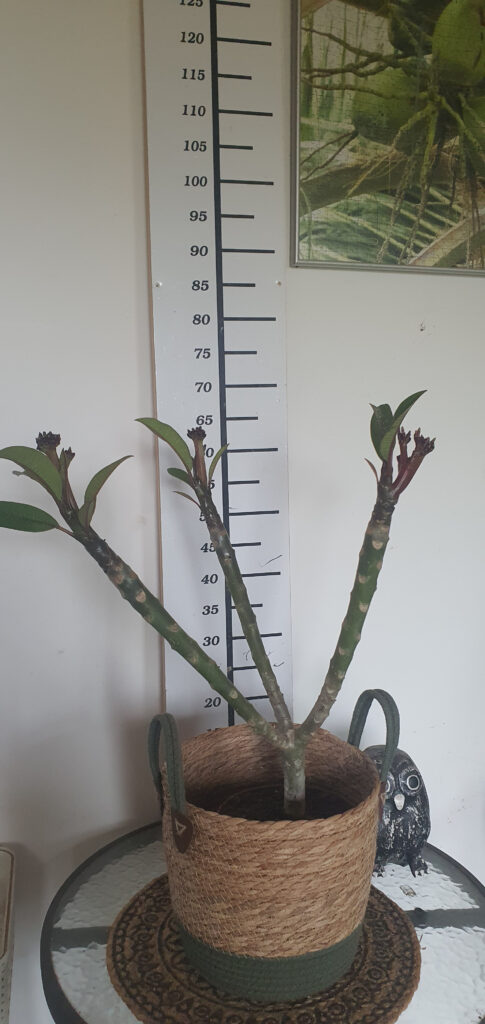 Plumeria rubra „Poutpourry” #4182