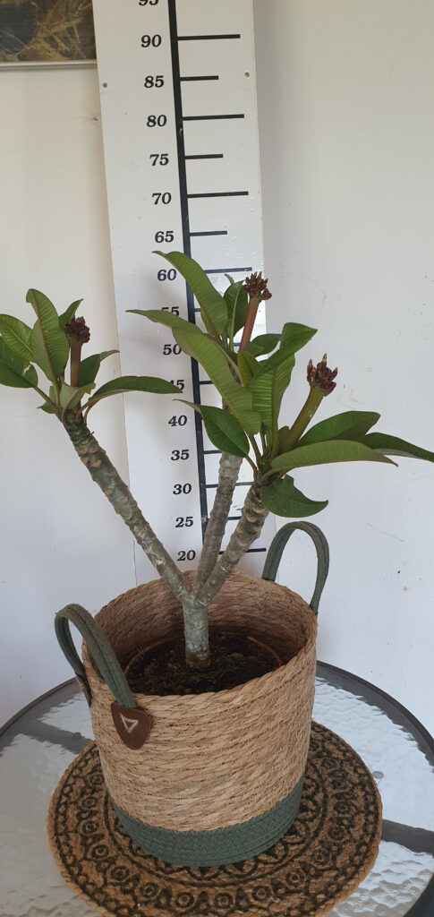 Plumeria rubra „Mystique” #4348