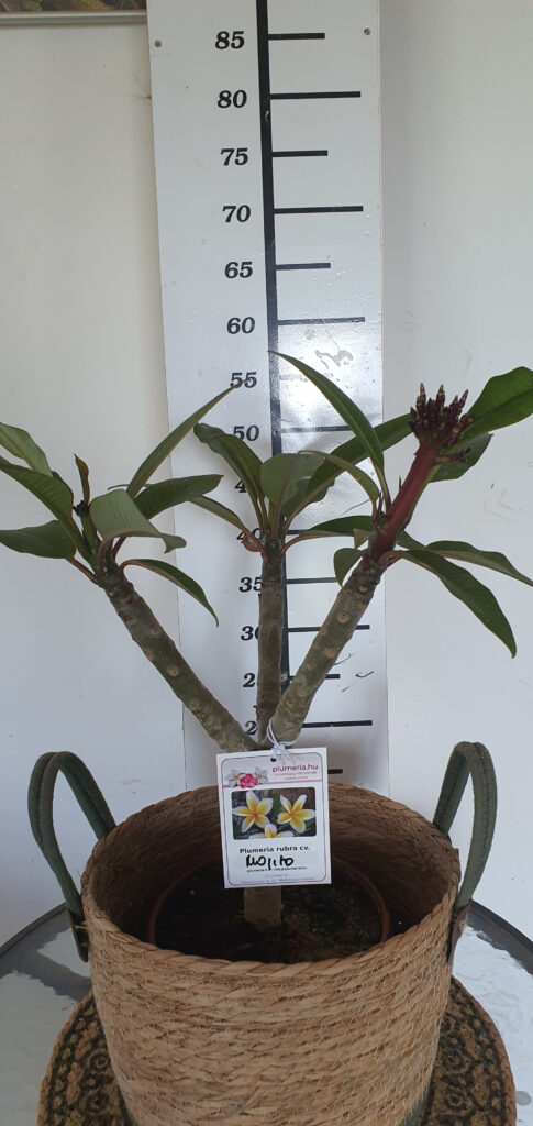Plumeria rubra „Mojito” #4354