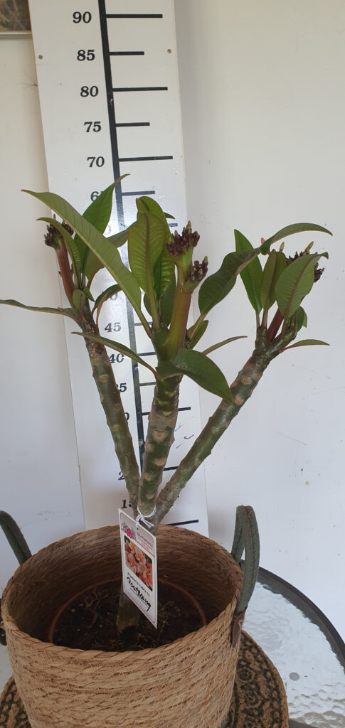 Plumeria rubra „Poutpourry” #4360