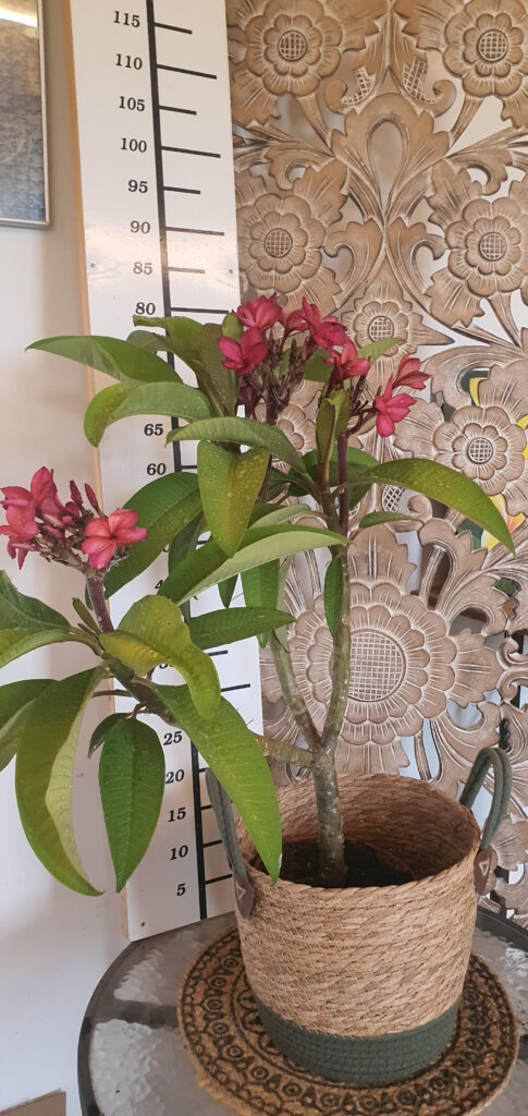 Plumeria rubra „Epic” #4415