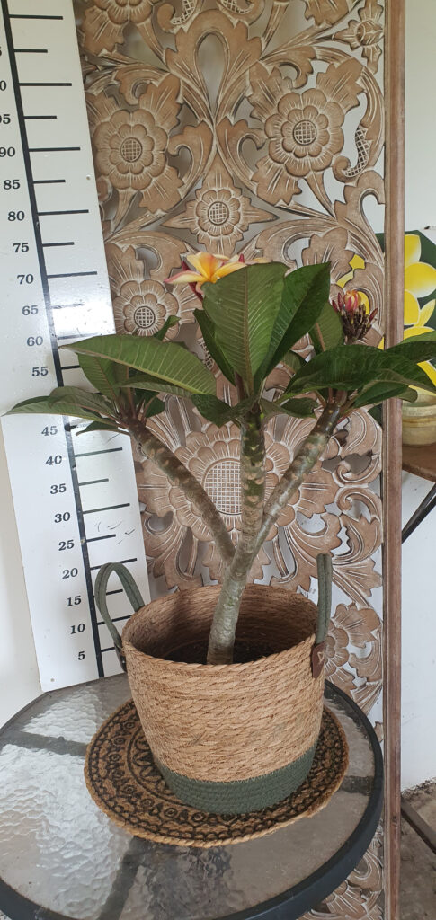 Plumeria rubra „Serenade” #4491