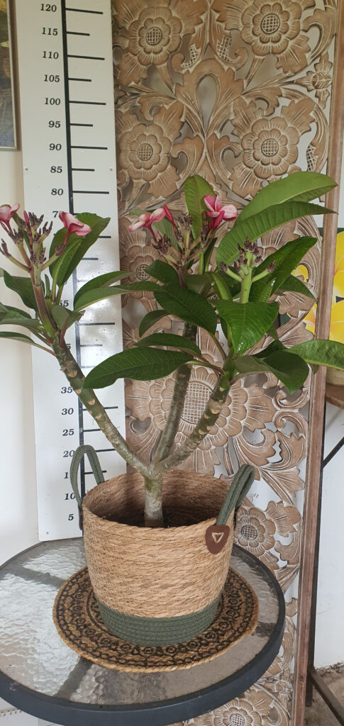 Plumeria rubra „Elsie” #4501