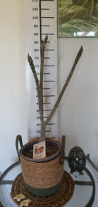 Plumeria rubra "Thai Jade"