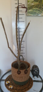 Plumeria rubra "Xanadu"