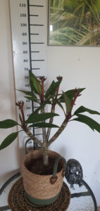 Plumeria rubra "Synchronicity"