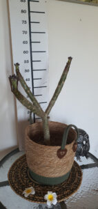 Plumeria rubra "Pink Jack"