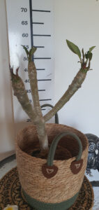 Plumeria rubra "Pizzazz"