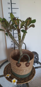 Plumeria rubra "Halo"