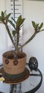 Plumeria rubra "Poutpourry"