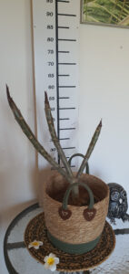 Plumeria rubra "Serenade"