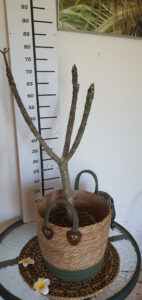 Plumeria rubra "Elsie"