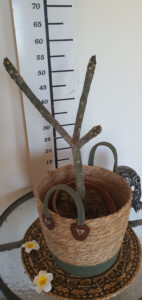 Plumeria rubra "Serenade"