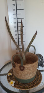 Plumeria rubra "Serenade"