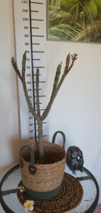 Plumeria rubra "Bolero"