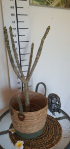 Plumeria rubra "Inca Gold"