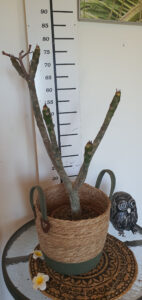 Plumeria rubra "Elsie"