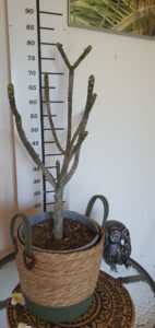 Plumeria rubra "Epic"