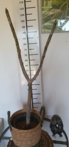 Plumeria rubra "Jenny"