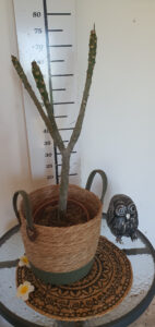 Plumeria rubra "Bolero"