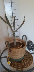 Plumeria rubra "Synchronicity"