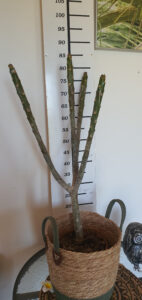 Plumeria rubra "Bolero"