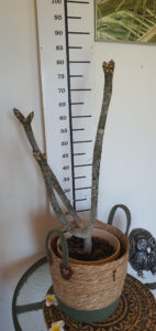 Plumeria rubra "Elsie"