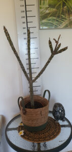 Plumeria rubra "Bolero"