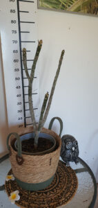 Plumeria rubra "Elsie"