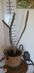 Plumeria rubra "Elsie"