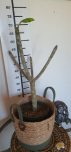 Plumeria rubra "Elsie"