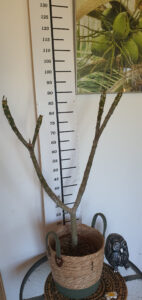 Plumeria rubra "Bolero"