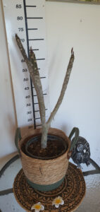 Plumeria rubra "Synchronicity"