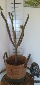 Plumeria rubra "Inca Gold"