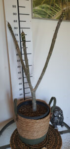 Plumeria rubra "Thai Jade"