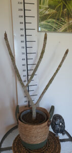 Plumeria rubra "Divine"