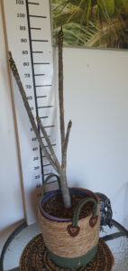 Plumeria rubra "Thai Jade"