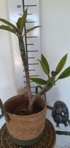 Plumeria rubra "Bayeaux"