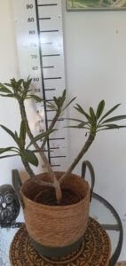 Plumeria obtusa "Dwarf Singapore Pink"