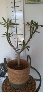 Plumeria obtusa "Singapore White"