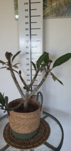 Plumeria rubra "Sun Splash"