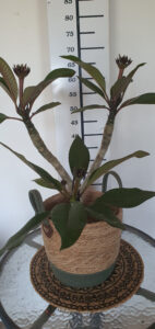 Plumeria rubra "Sun Splash"