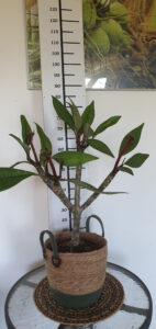Plumeria rubra "Synchronicity"