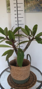 Plumeria rubra "Malika"