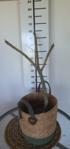Plumeria rubra "Super Round"