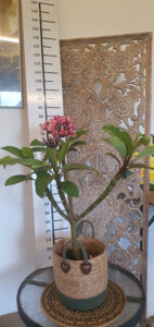 Plumeria rubra "California Sunset"
