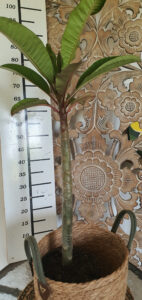 Plumeria rubra "Tinkerbell"